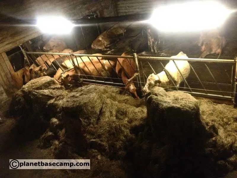 Efstidalur - Iceland - Indoor Cows