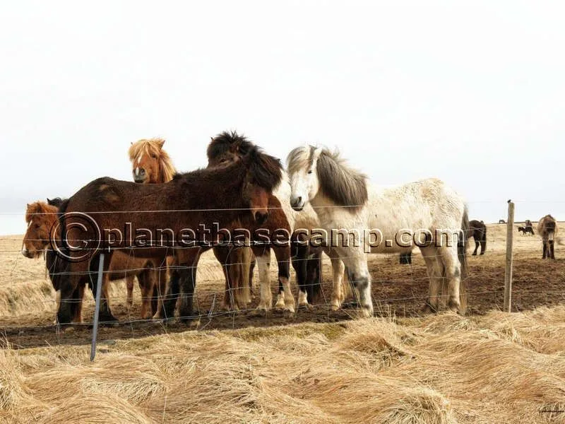Iceland - Golden Circle Horses