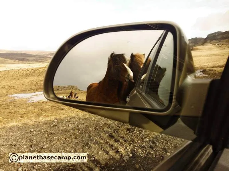 Iceland Horse Encounters