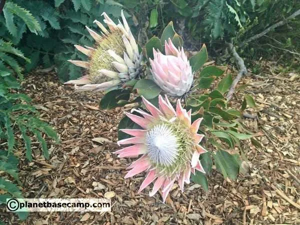Kirstenbosch Gardens, Cape Town - King Protea