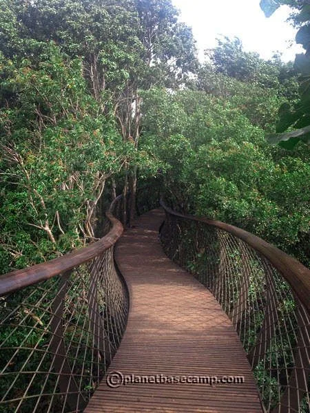 Kirstenbosch Gardens, Cape Town - Canopy Walkway