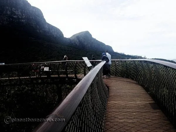 Kirstenbosch Gardens, Cape Town - Canopy Treetop Walkway