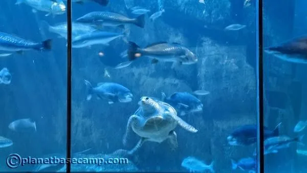 Two Oceans Aquarium - Big Tank with Turtle