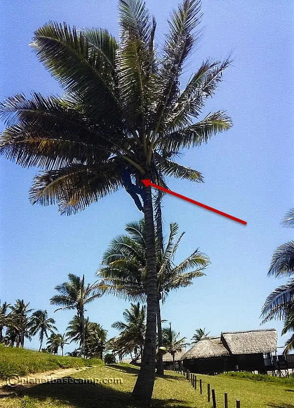 Massinga Beach - Coconut Demonstration