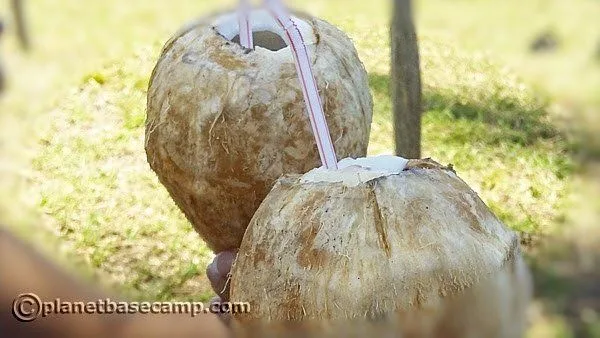Massinga Beach - Fresh Coconut