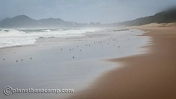 Mozambique - Crabs On The Beach