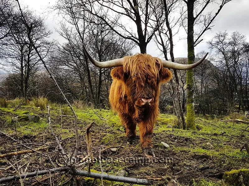 Highland Cow - Scotland