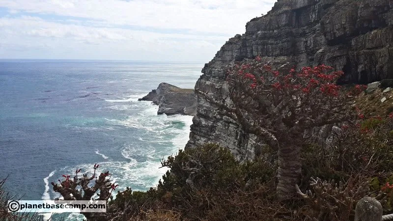 Cape Point - Flora